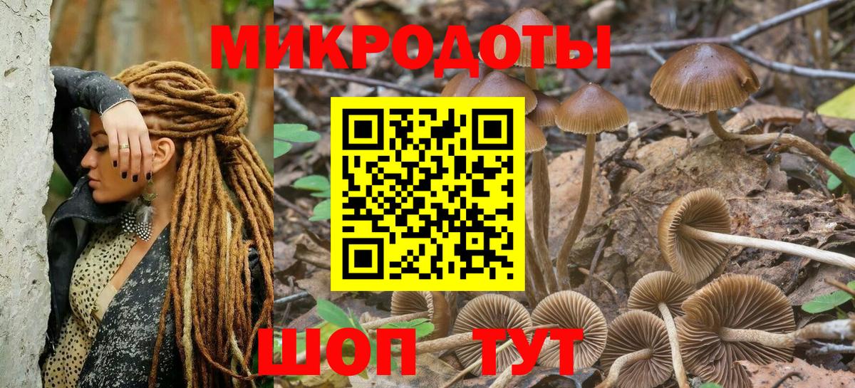 Галлюциногенные грибы Psilocybine cubensis Лесозаводск